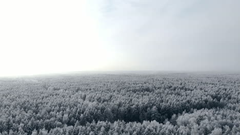 Luftaufnahme-Des-Winterwaldes